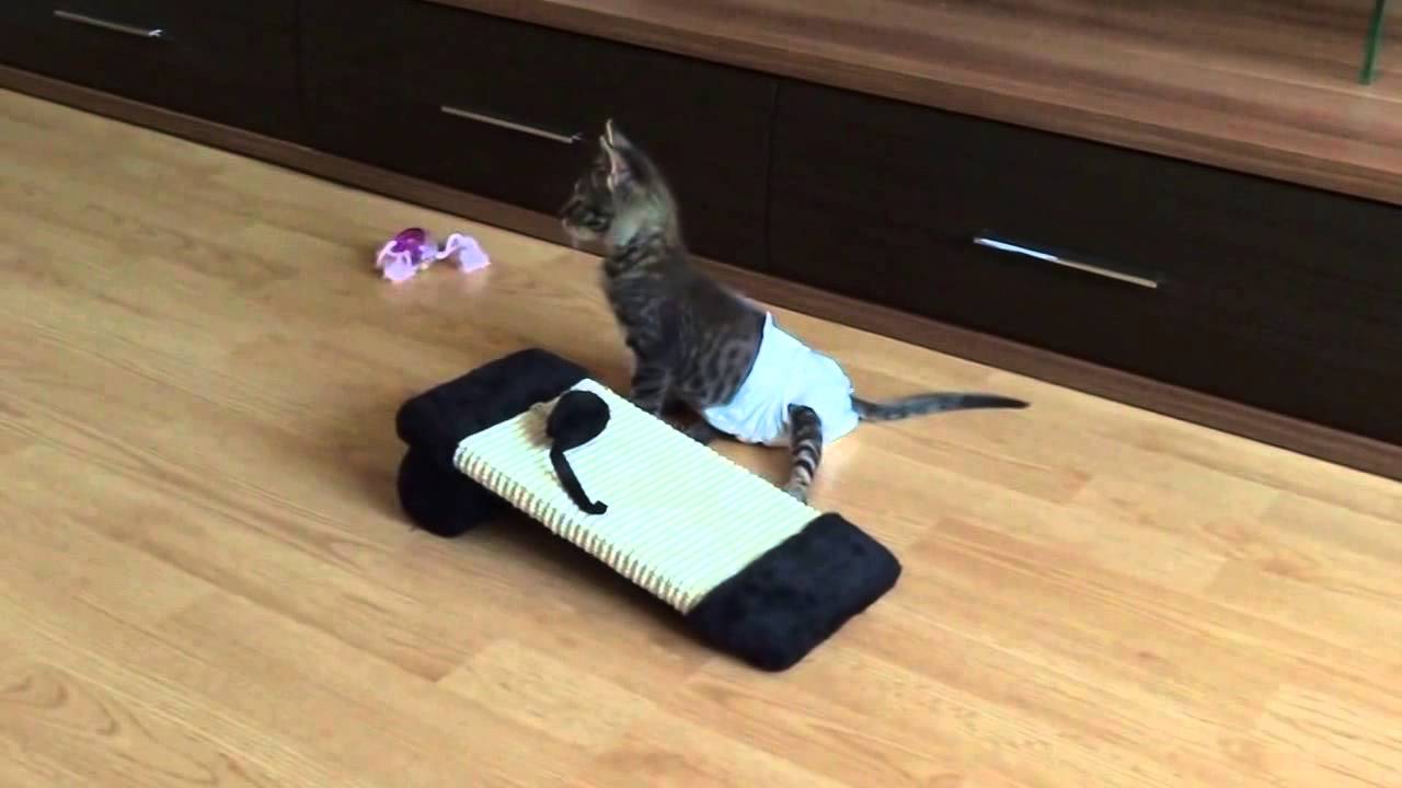 Памперсы для кошек — примеры подгузников для котят и как сделать самому
