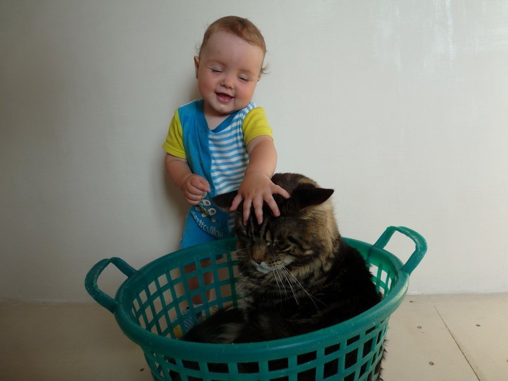 Кошки и дети: лучшие породы для ребенка в квартире