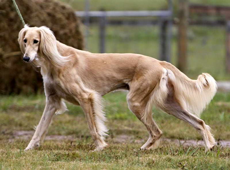 Самая дорогая собака в мире: топ 10 пород