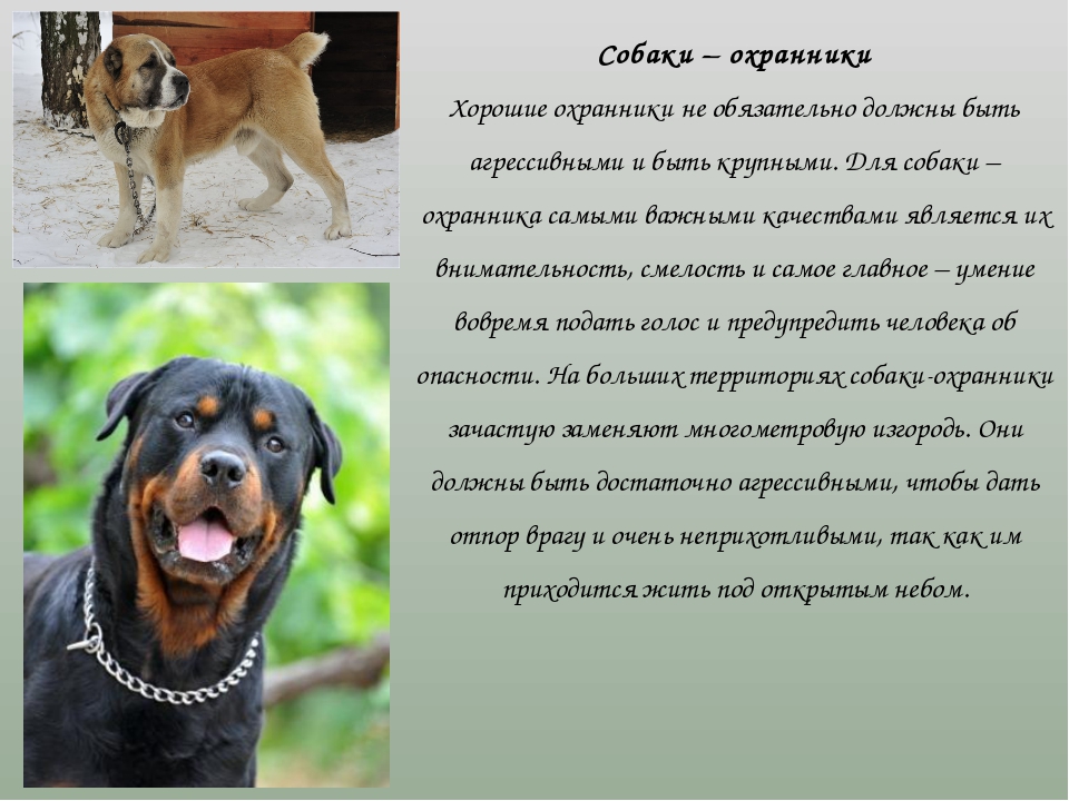 Сторожевые собаки: разновидности и особенности