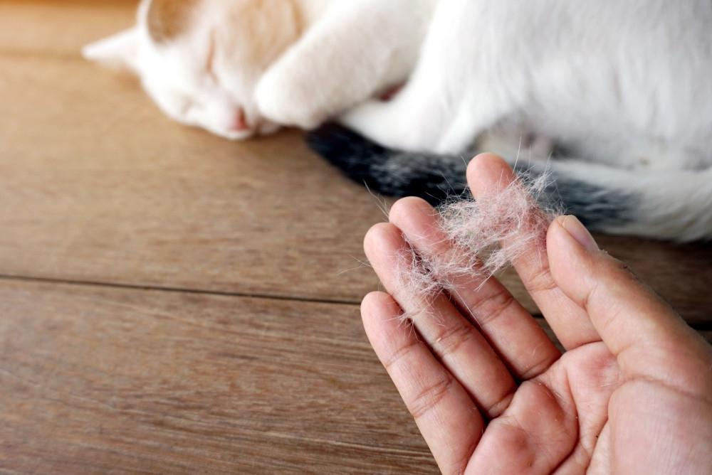 Кот чихает: причины и помощь питомцу