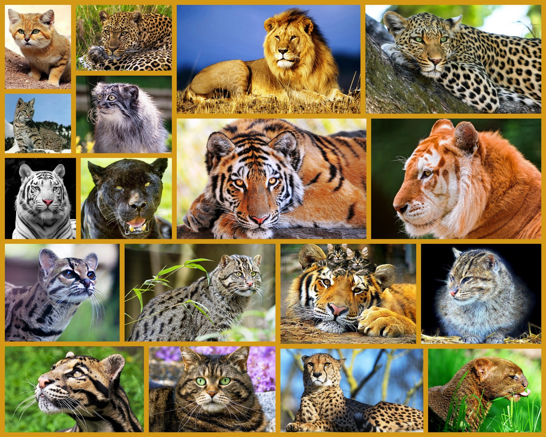 Дикие кошки: разновидности кошачьих в природе