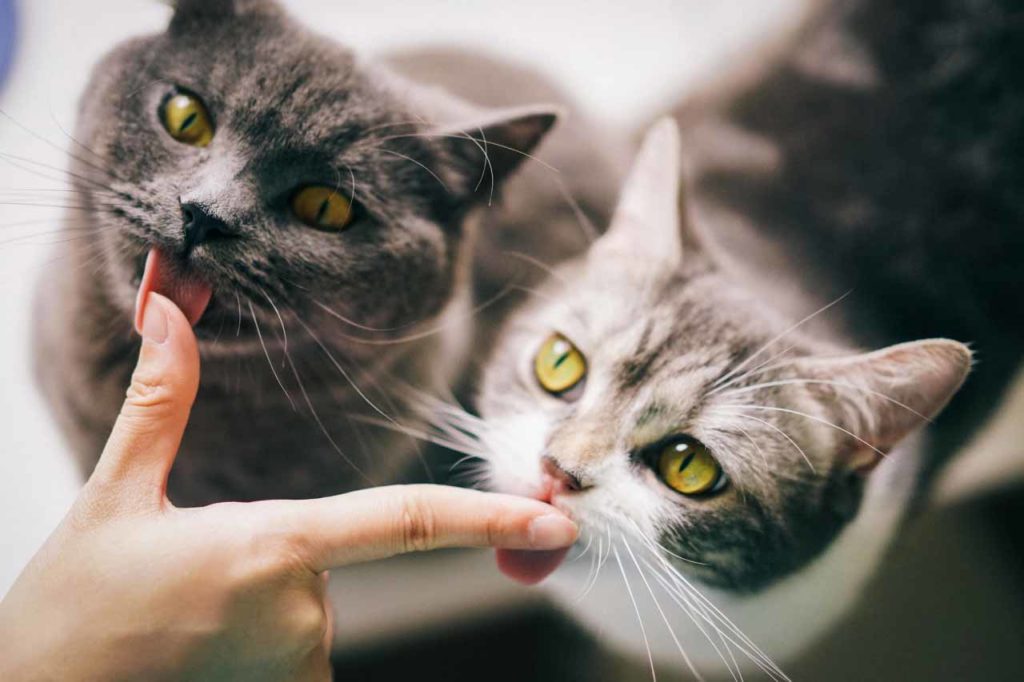 Почему домашняя кошка может проявлять агрессию
