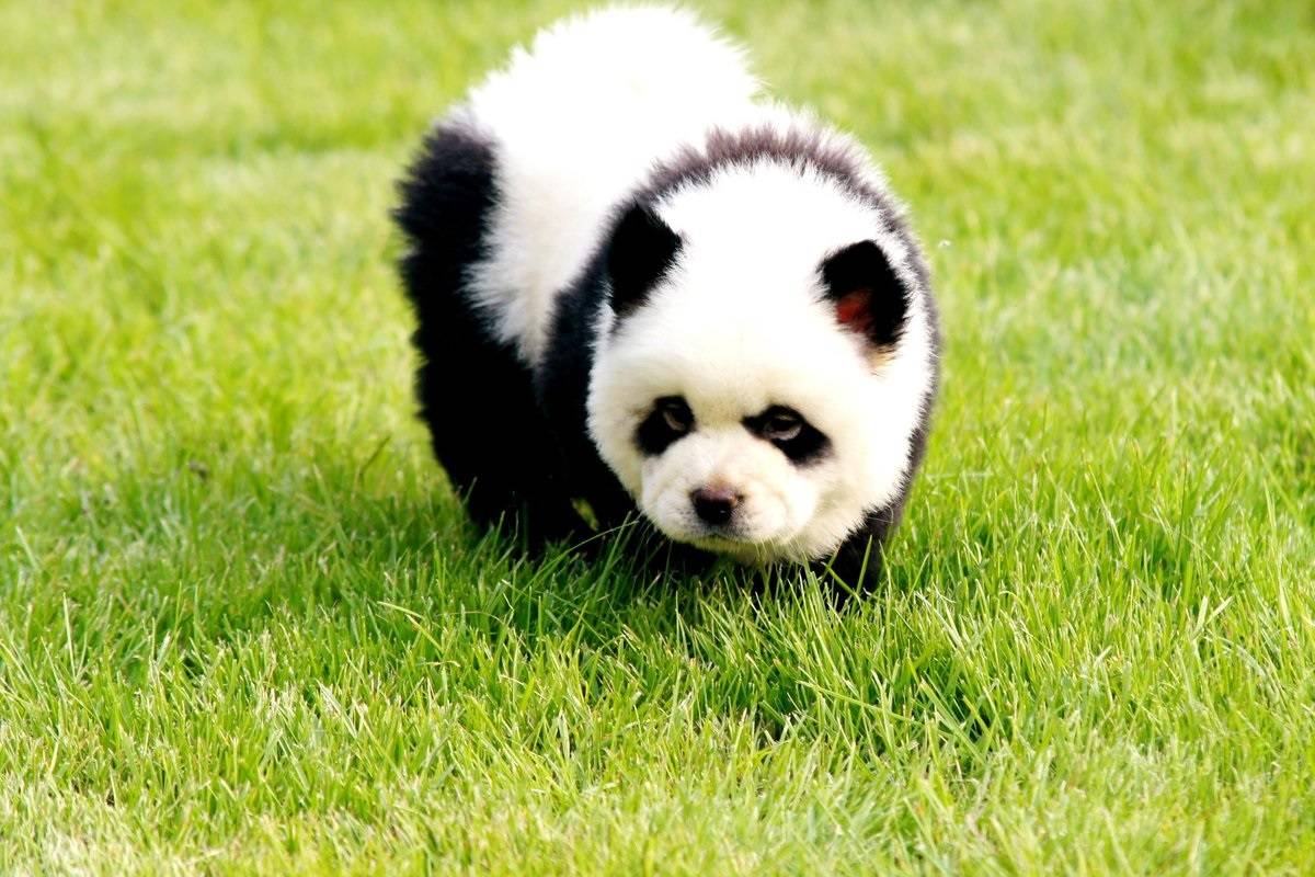 Чау-чау панда: что за порода и как выбрать щенка