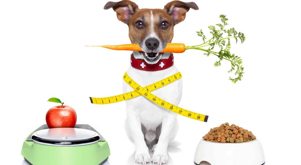 Как похудеть собаке: корма и диета при ожирении