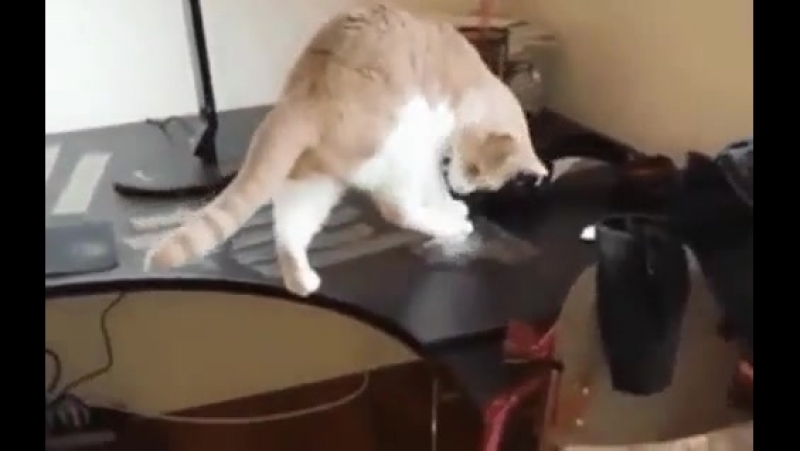5 гуманных способов как отучить кота лазить на стол