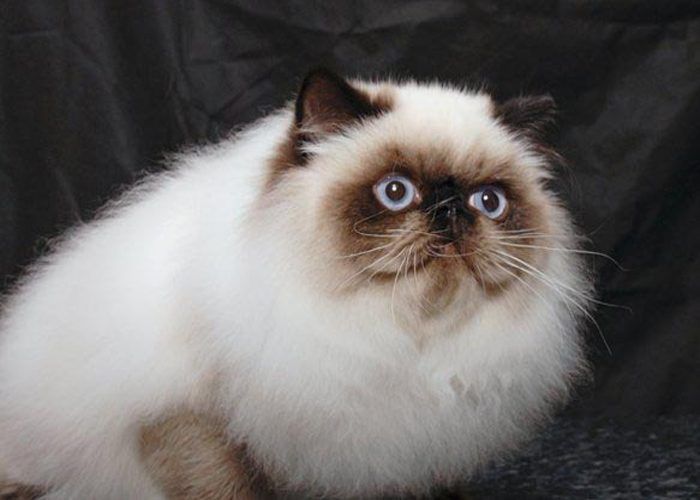 Гималайская кошка