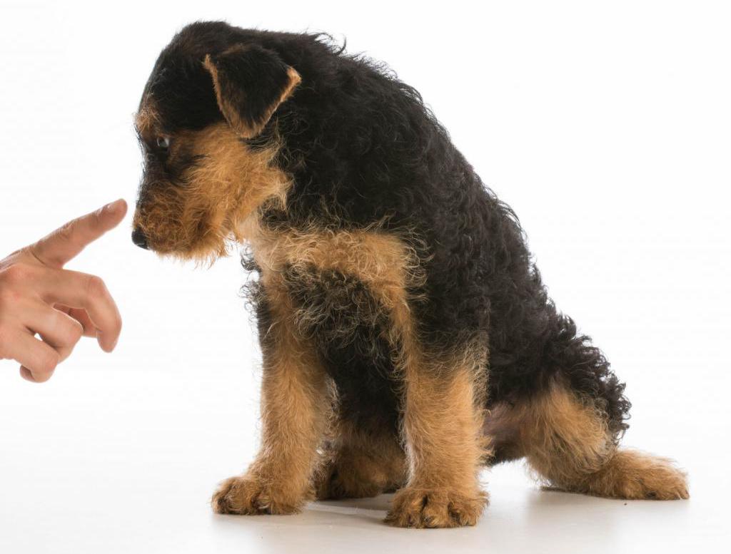 Как наказывать собаку правильно за непослушание