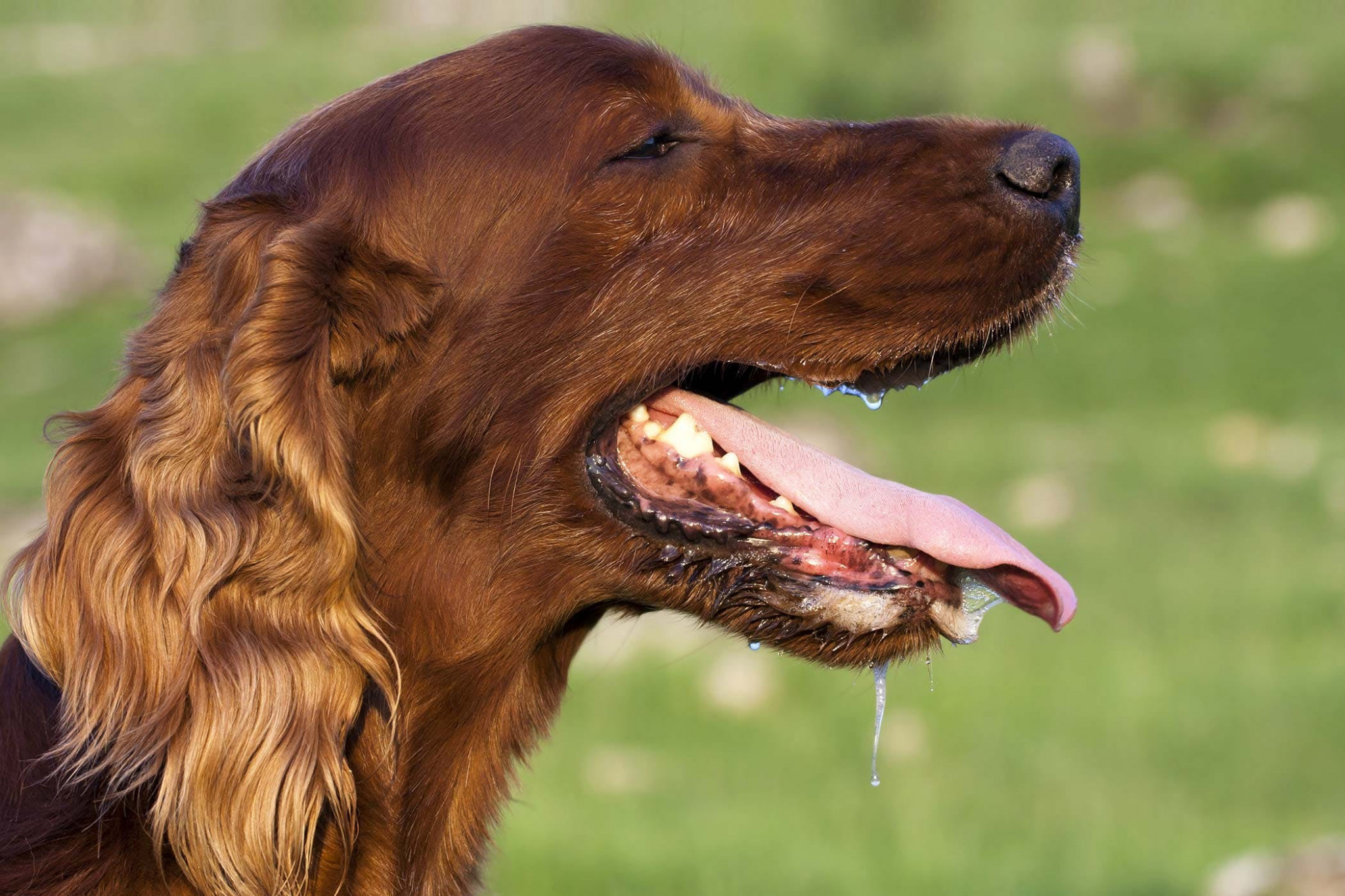 У собаки текут слюни: почему появляется обильное слюноотделение