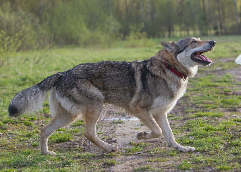 Русский вольфхунд: описание породы собак