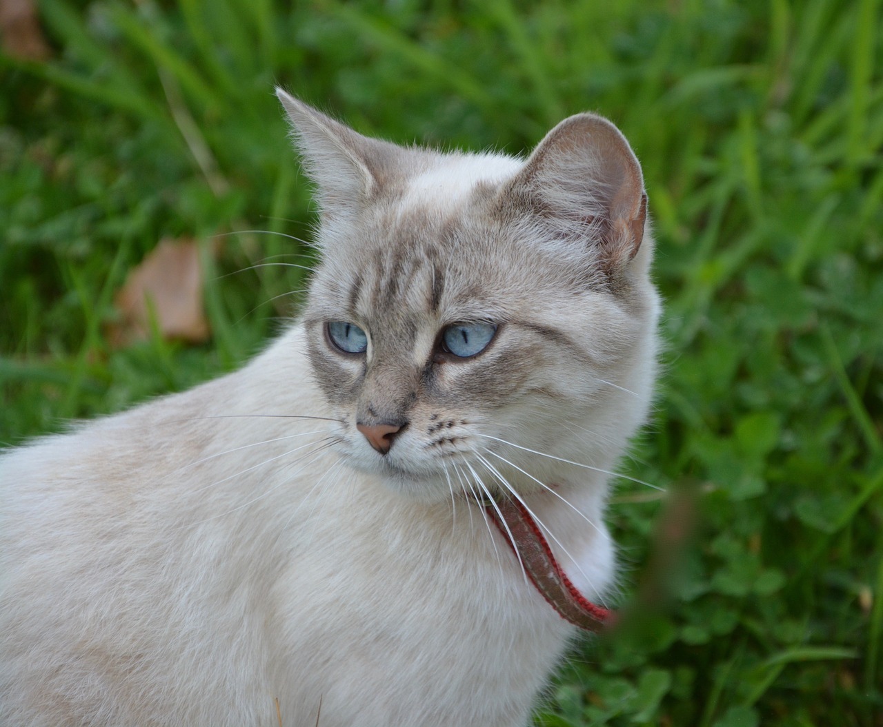 Охос азулес кошка с голубыми глазами фото