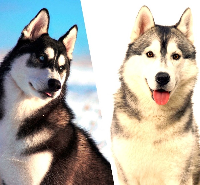 Собаки похожие на хаски: породы крупнее и меньше