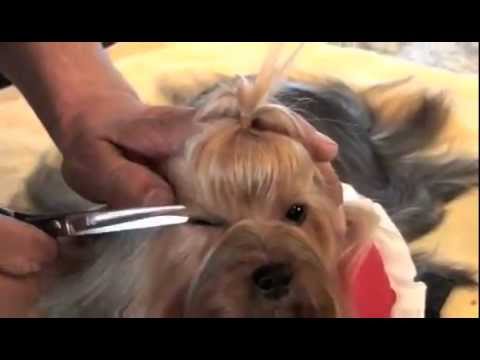 Как подстричь собаке у глаз