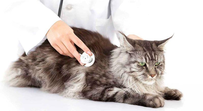 Простуда у кошек: может ли кот простыть или заразиться от человека