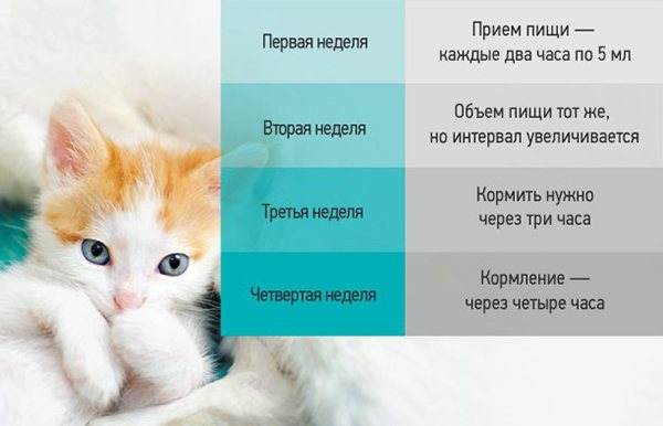 Особенности кормления котёнка в 2, 3 и 4 месяца
