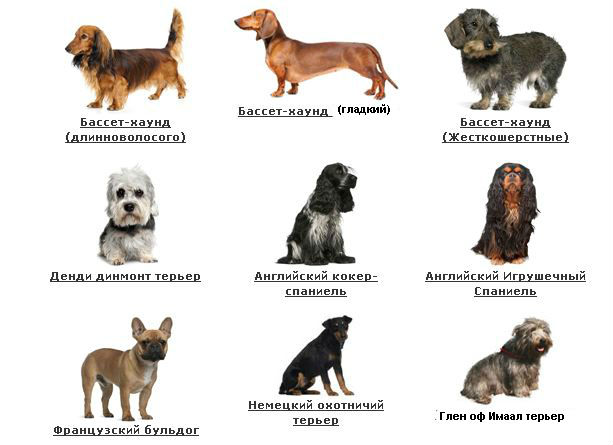 Карликовые породы собак: названия самых маленьких видов