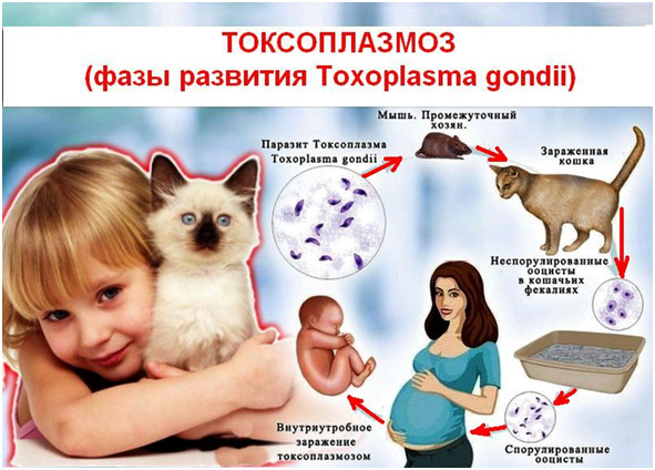 Что такое токсоплазмоз у кошки и чем опасно это заболевание