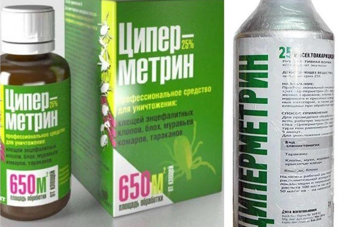 Усыпление кошек: как безболезненно усыпить