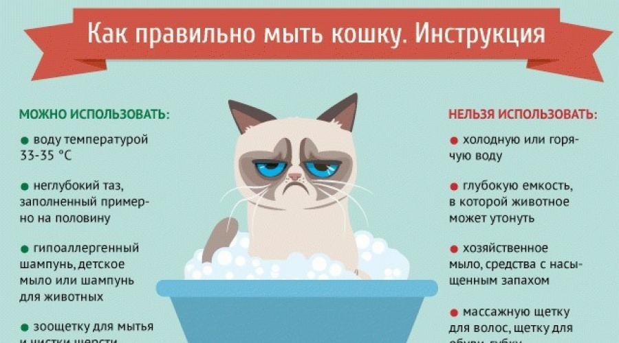 Как часто можно мыть кошку — сколько раз в месяц и примеры когда нельзя