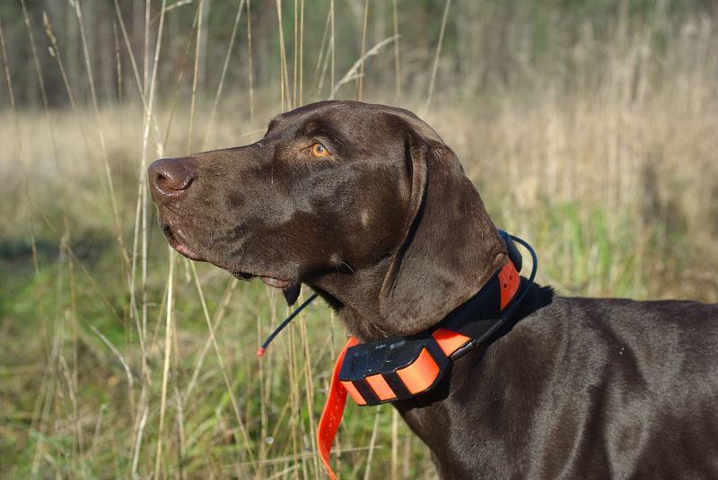 GPS-ошейник для собак с навигатором для охотничьих пород