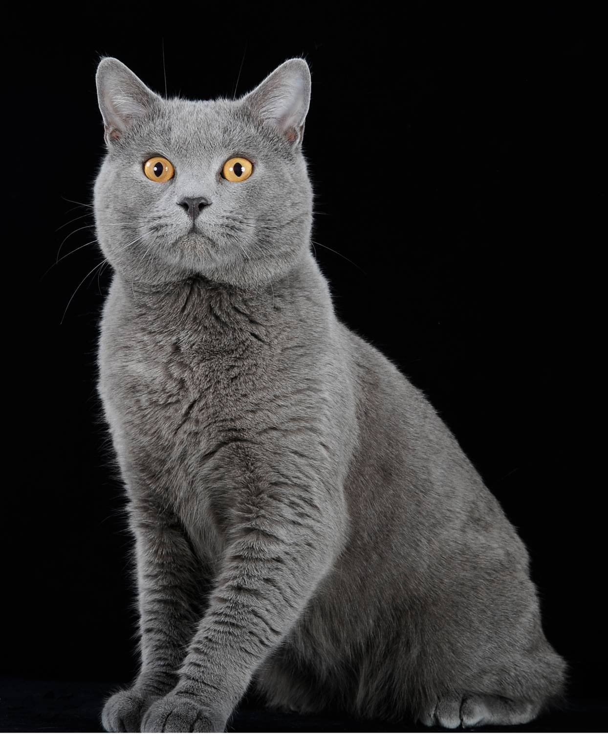 Шартрез (кошка): описание французской породы