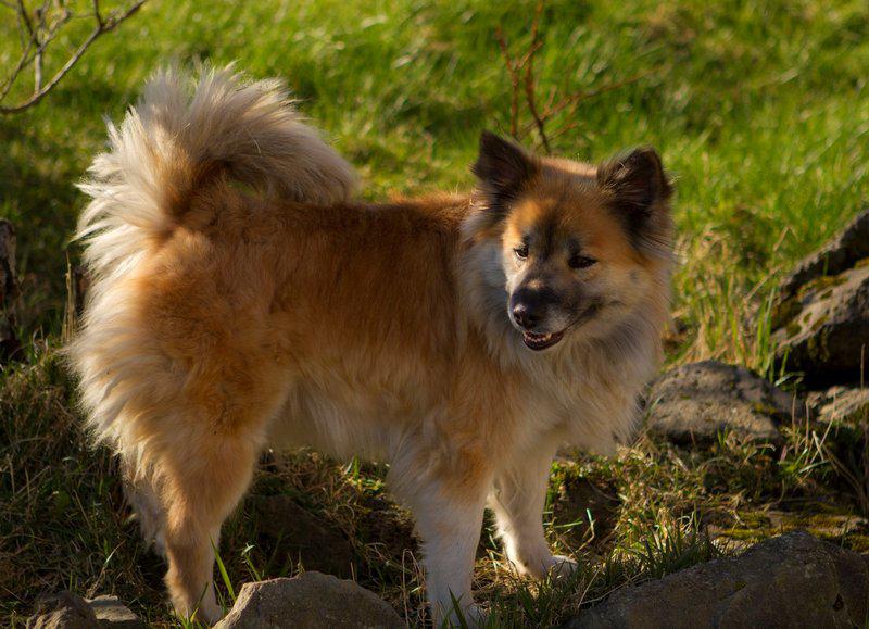 Исландская собака — шпиц по происхождению и овчарка по применению