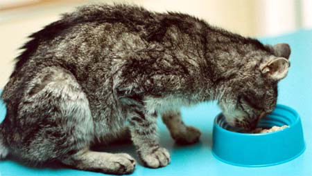 Почему возникает почечная недостаточность у кошек и какие способы лечения применяют