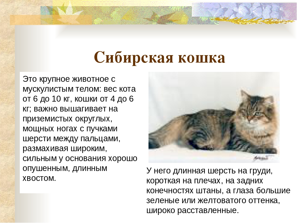 Включи кота описание