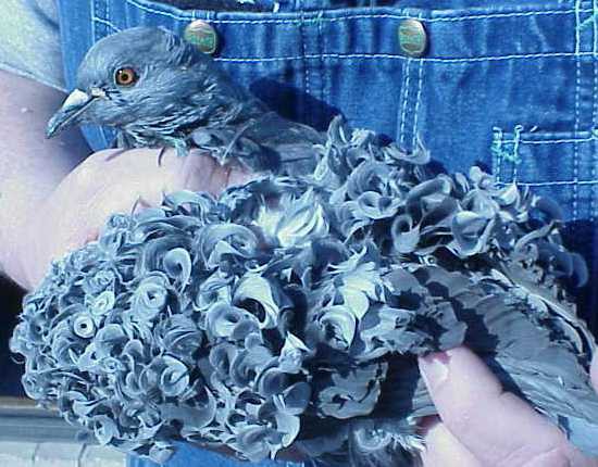 ТОП 10 необычных пород голубей