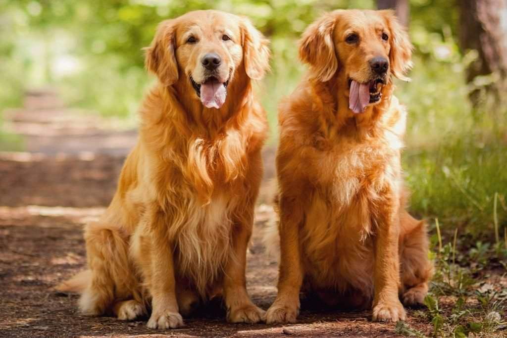 Самые добрые породы собак в мире