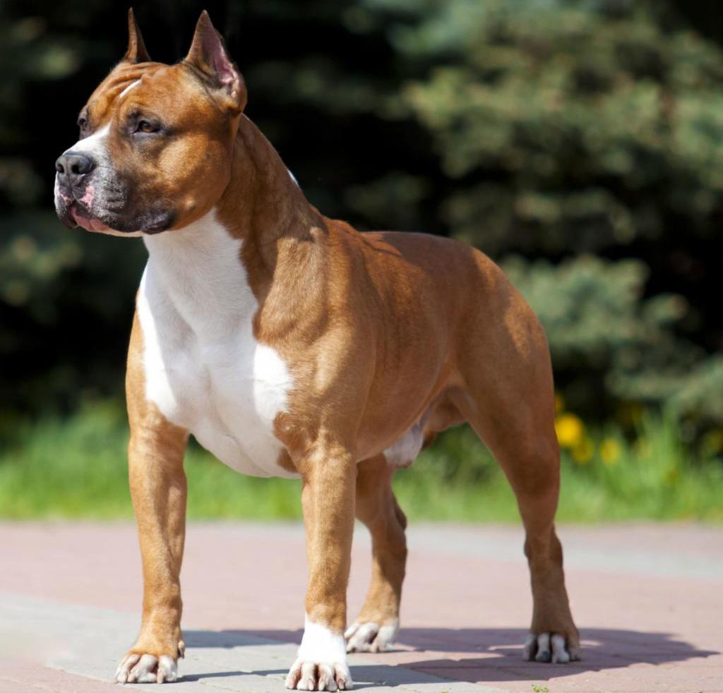 Бойцовые собаки: обзор пород и особенности дрессировки