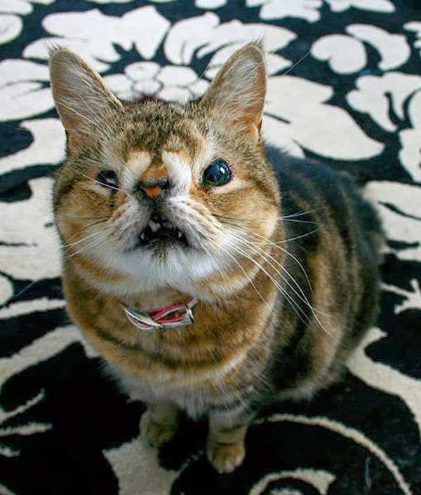 Уродливый кот: примеры самых некрасивых пород