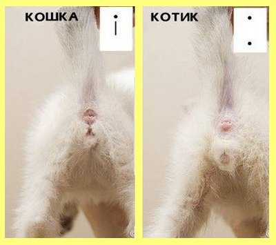 Как определить пол котенка: кот или кошка
