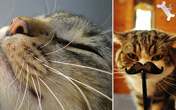 Почему у котенка ломаются усы: основные причины и что делать