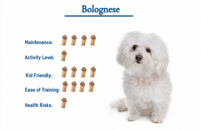 Болоньез (итальянская болонка): описание породы собак