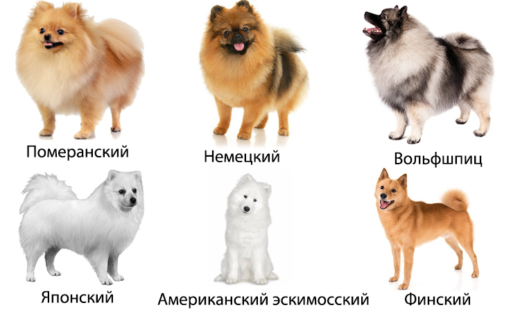 Порода собак шпиц: какие бывают виды и чем отличаются