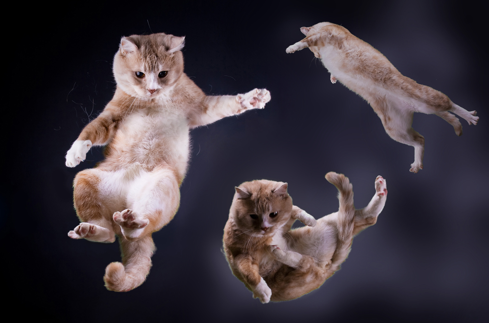 Почему кошки при падении становятся на лапы
