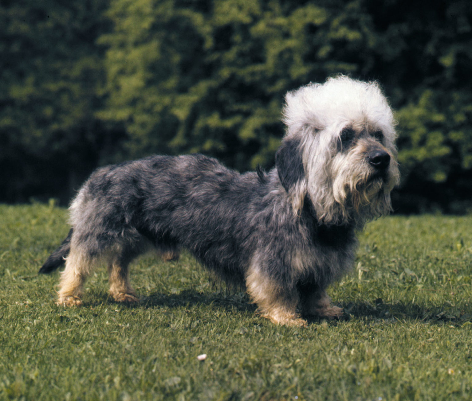 Денди-динмонт-терьер: описание собаки