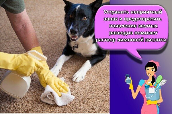 Как убрать запах собачьей мочи с ковра в домашних условиях