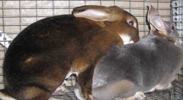 Почему крольчиха не подпускает крола и что делать