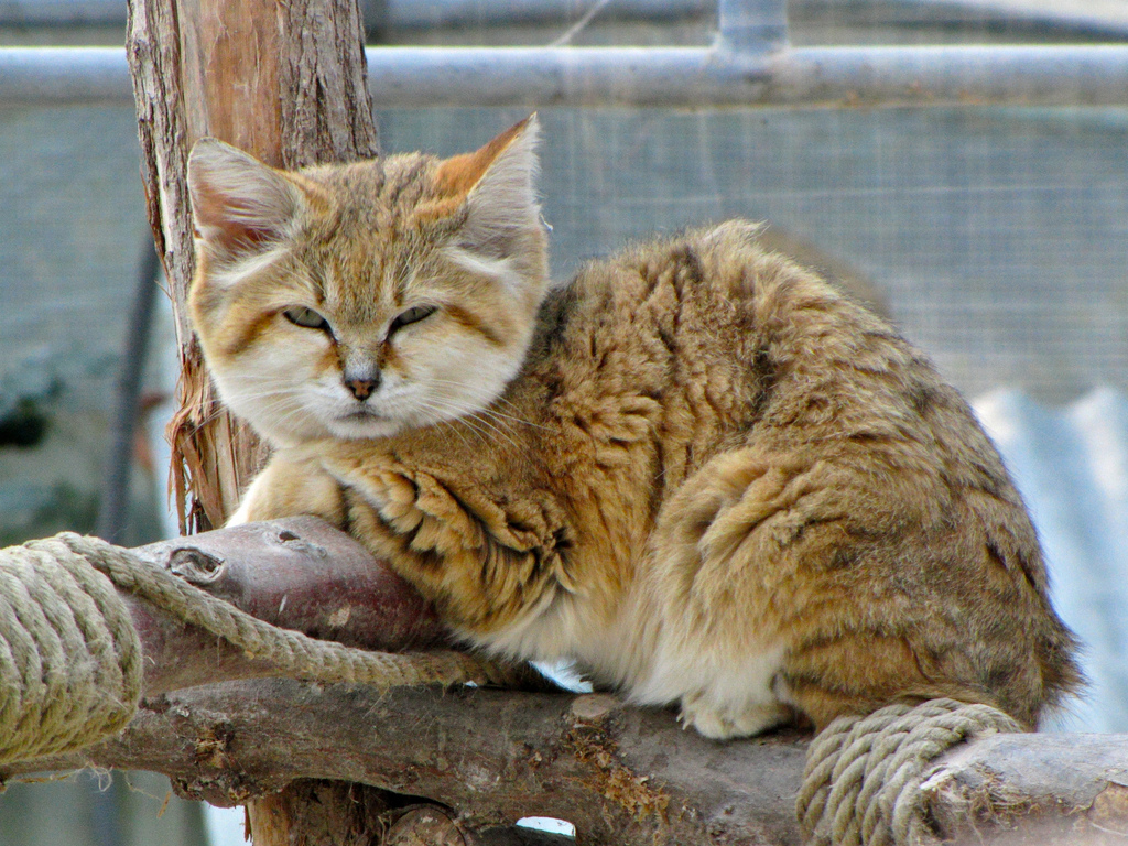 Барханный кот (пустынная кошка): описание арабской породы