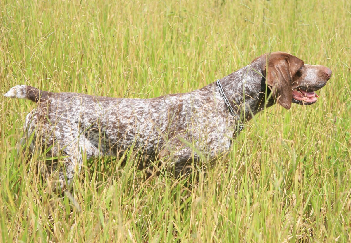 Охотничьи породы собак: идеальные помощники в погоне за добычей