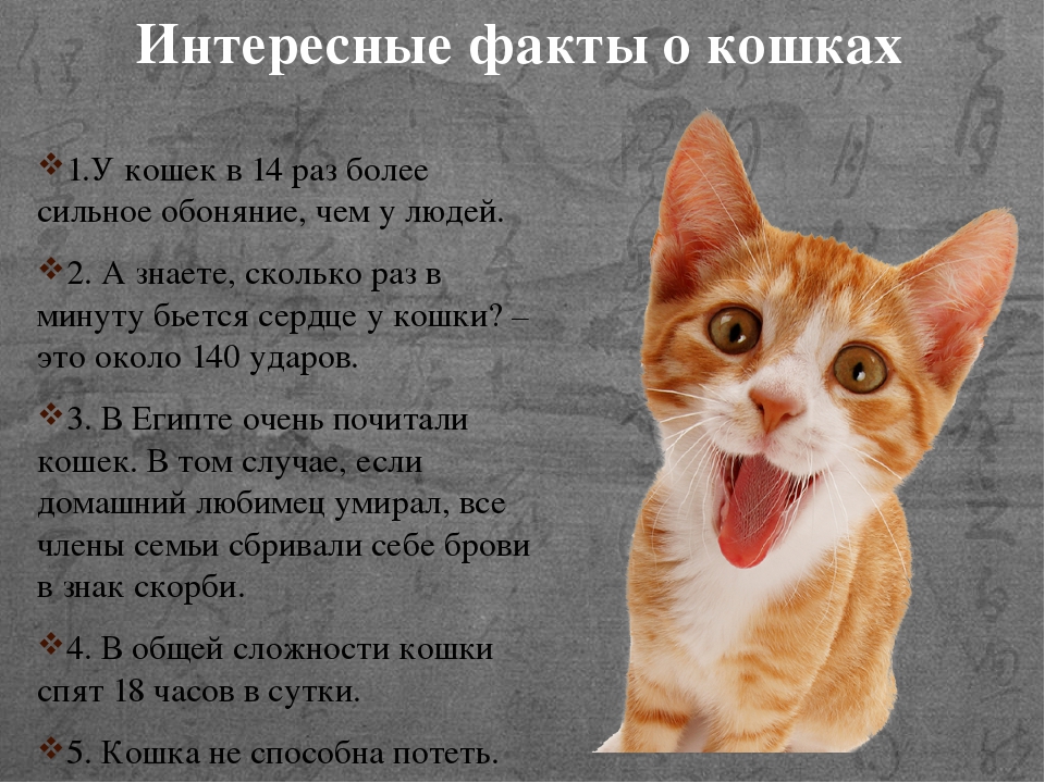 Интересные факты о кошках, которые ты не знал