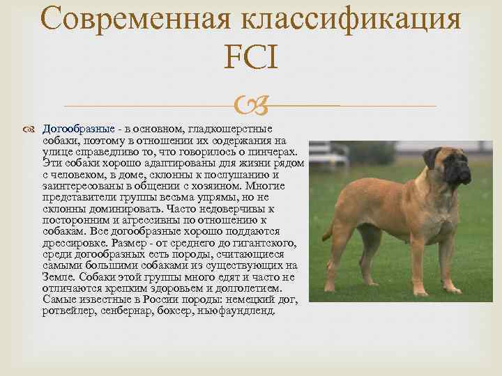 Классификация пород собак: группы в системе FCI