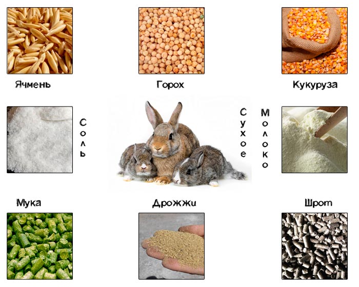 Какой корм можно давать. Зерно для кроликов. Крупы для декоративных кроликов. Зерна для кроликов домашних. Декоративного кролика крупа.