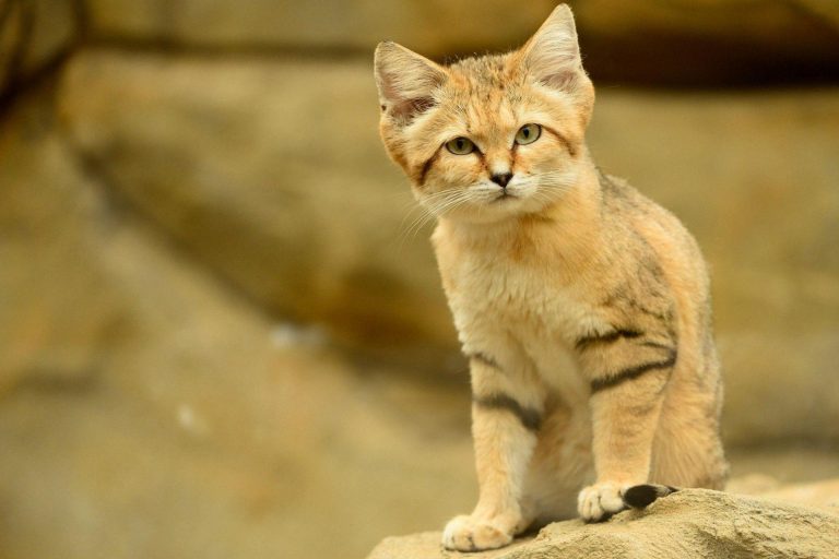 Барханный кот (пустынная кошка): описание арабской породы