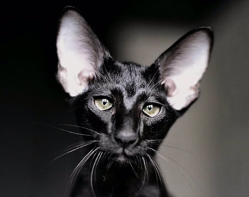 Породы котов с большими ушами фотографиями и названиями