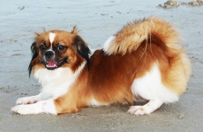 Японский хин (собака): описание породы, характер