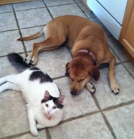 Как подружить кошку с собакой: варианты примирения питомцев