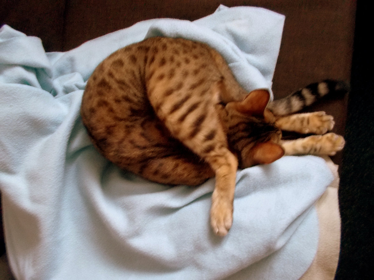 Нелепые позы, в которых спят кошки — так могут только они